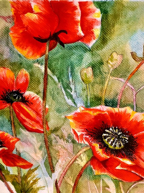 Poppies at Dawn